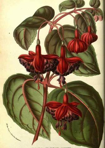 Reproducción/Reproduction 49587112163: Flore des serres et des jardins de l'Europe. A Gand :chez Louis van Houtte, eÌditeur,1845-1880.. 