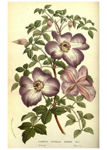 Reproducción/Reproduction 49587606721: Flore des serres et des jardins de l'Europe. A Gand :chez Louis van Houtte, eÌditeur,1845-1880.. 