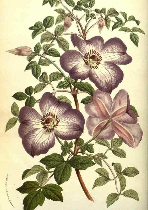 Reproducción/Reproduction 49587606721: Flore des serres et des jardins de l'Europe. A Gand :chez Louis van Houtte, eÌditeur,1845-1880.. 