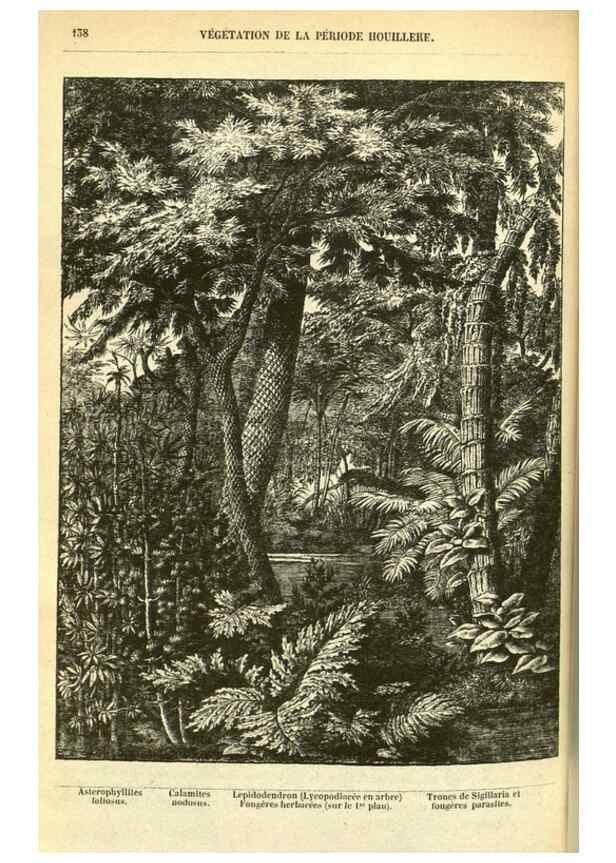 Reproducción/Reproduction 49587606926: Flore des serres et des jardins de l'Europe. A Gand :chez Louis van Houtte, eÌditeur,1845-1880.. 