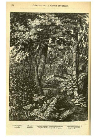 Reproducción/Reproduction 49587606926: Flore des serres et des jardins de l'Europe. A Gand :chez Louis van Houtte, eÌditeur,1845-1880.. 