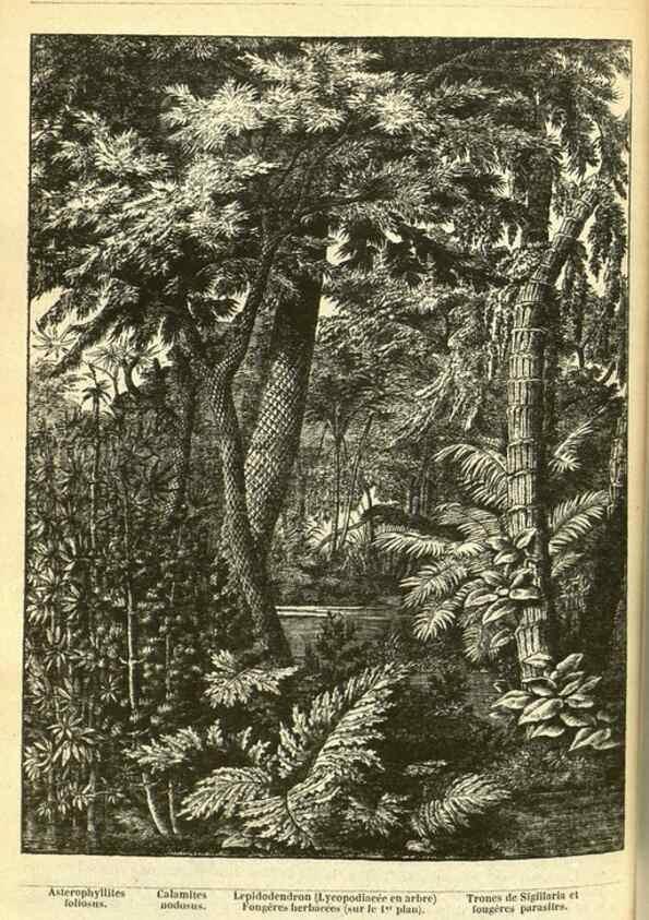 Reproducción/Reproduction 49587606926: Flore des serres et des jardins de l'Europe. A Gand :chez Louis van Houtte, eÌditeur,1845-1880.. 