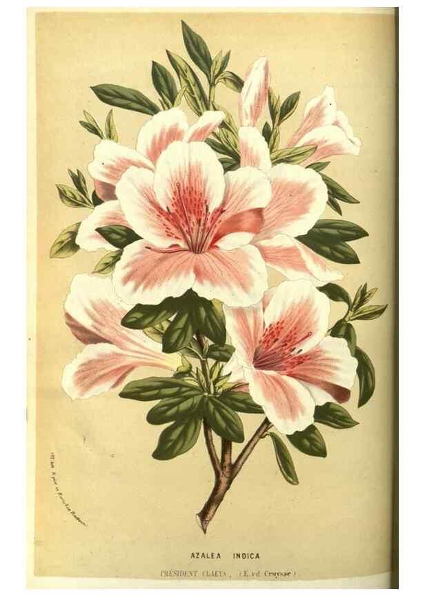 Reproducción/Reproduction 49587607146: Flore des serres et des jardins de l'Europe. A Gand :chez Louis van Houtte, eÌditeur,1845-1880.. 