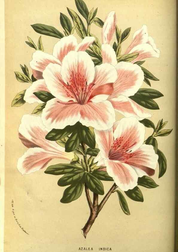 Reproducción/Reproduction 49587607146: Flore des serres et des jardins de l'Europe. A Gand :chez Louis van Houtte, eÌditeur,1845-1880.. 