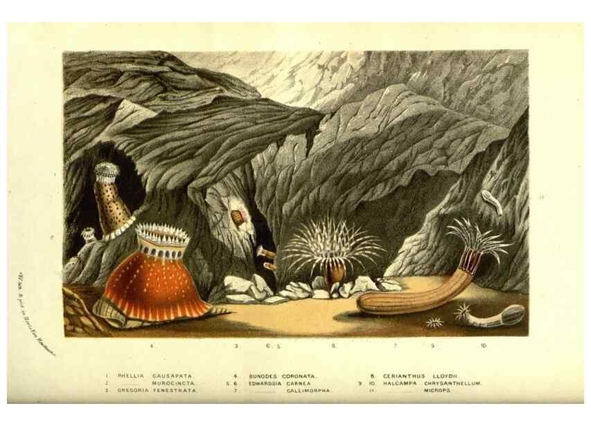 Reproducción/Reproduction 49587113018: Flore des serres et des jardins de l'Europe. A Gand :chez Louis van Houtte, eÌditeur,1845-1880.. 