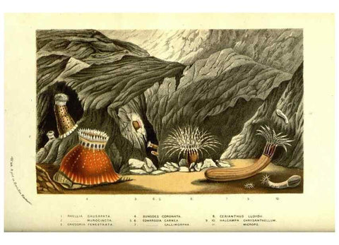 Reproducción/Reproduction 49587113018: Flore des serres et des jardins de l'Europe. A Gand :chez Louis van Houtte, eÌditeur,1845-1880.. 