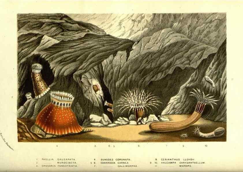 Reproducción/Reproduction 49587113018: Flore des serres et des jardins de l'Europe. A Gand :chez Louis van Houtte, eÌditeur,1845-1880.. 