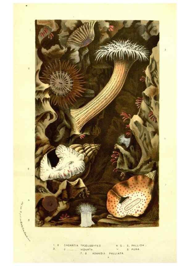 Reproducción/Reproduction 49587607496: Flore des serres et des jardins de l'Europe. A Gand :chez Louis van Houtte, eÌditeur,1845-1880.. 