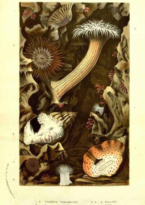 Reproducción/Reproduction 49587607496: Flore des serres et des jardins de l'Europe. A Gand :chez Louis van Houtte, eÌditeur,1845-1880.. 