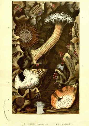 Reproducción/Reproduction 49587607496: Flore des serres et des jardins de l'Europe. A Gand :chez Louis van Houtte, eÌditeur,1845-1880.. 