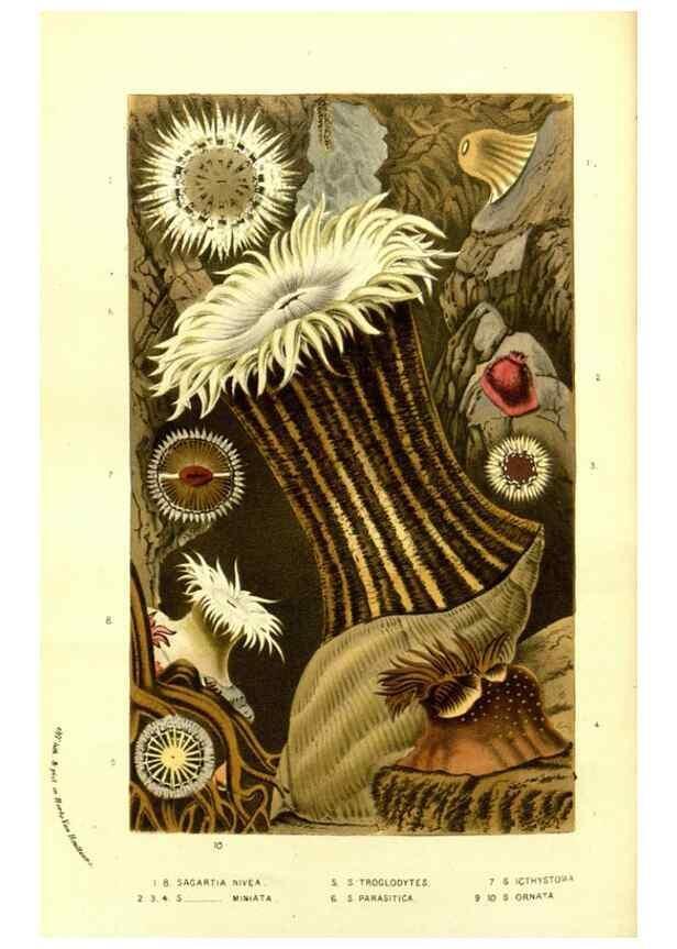 Reproducción/Reproduction 49587113393: Flore des serres et des jardins de l'Europe. A Gand :chez Louis van Houtte, eÌditeur,1845-1880.. 