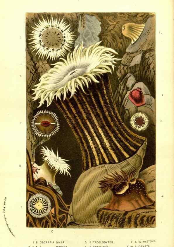 Reproducción/Reproduction 49587113393: Flore des serres et des jardins de l'Europe. A Gand :chez Louis van Houtte, eÌditeur,1845-1880.. 