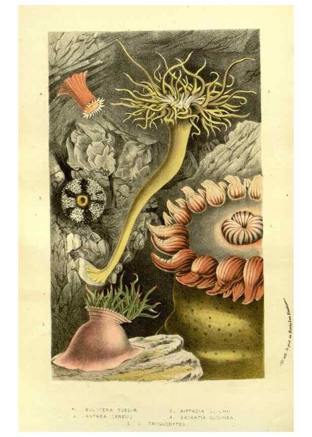 Reproducción/Reproduction 49587113618: Flore des serres et des jardins de l'Europe. A Gand :chez Louis van Houtte, eÌditeur,1845-1880.. 