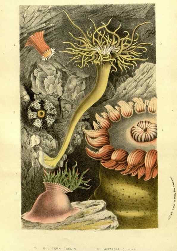 Reproducción/Reproduction 49587113618: Flore des serres et des jardins de l'Europe. A Gand :chez Louis van Houtte, eÌditeur,1845-1880.. 