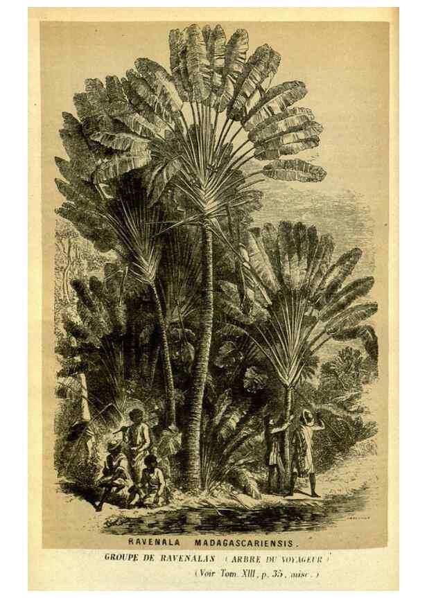 Reproducción/Reproduction 49587110463: Flore des serres et des jardins de l'Europe. A Gand :chez Louis van Houtte, eÌditeur,1845-1880.. 