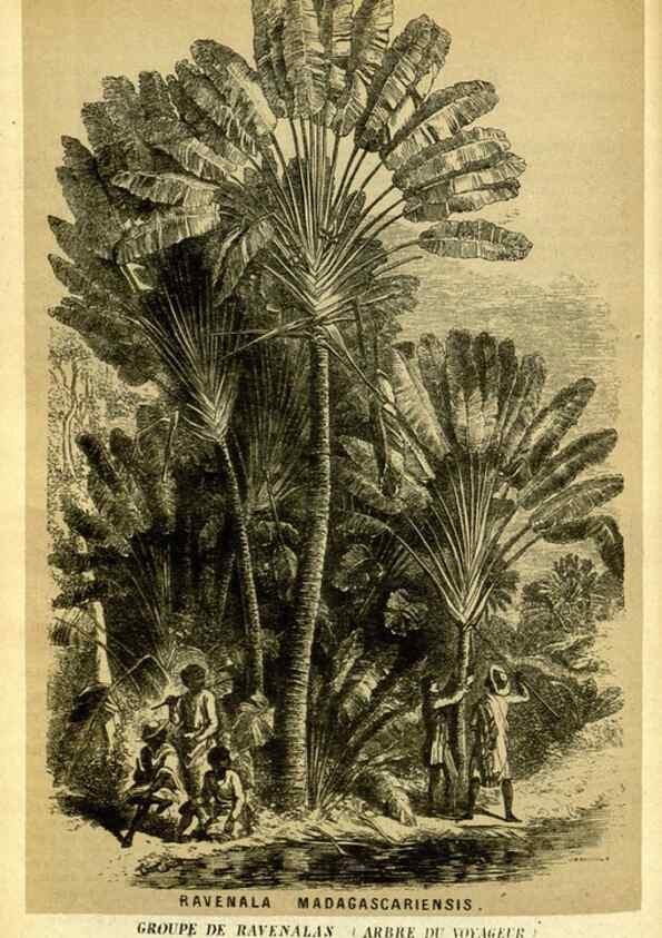 Reproducción/Reproduction 49587110463: Flore des serres et des jardins de l'Europe. A Gand :chez Louis van Houtte, eÌditeur,1845-1880.. 