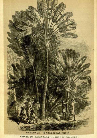Reproducción/Reproduction 49587110463: Flore des serres et des jardins de l'Europe. A Gand :chez Louis van Houtte, eÌditeur,1845-1880.. 