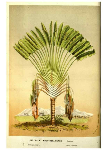 Reproducción/Reproduction 49587604666: Flore des serres et des jardins de l'Europe. A Gand :chez Louis van Houtte, eÌditeur,1845-1880.. 
