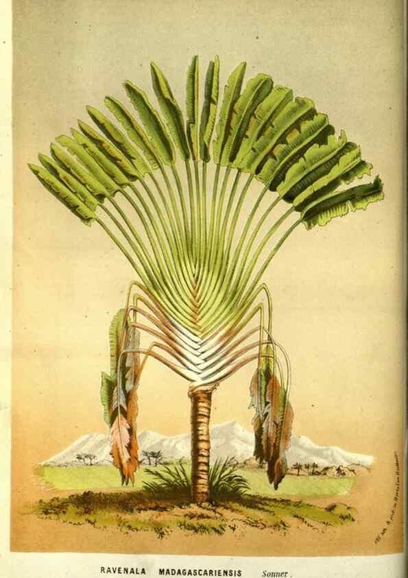Reproducción/Reproduction 49587604666: Flore des serres et des jardins de l'Europe. A Gand :chez Louis van Houtte, eÌditeur,1845-1880.. 