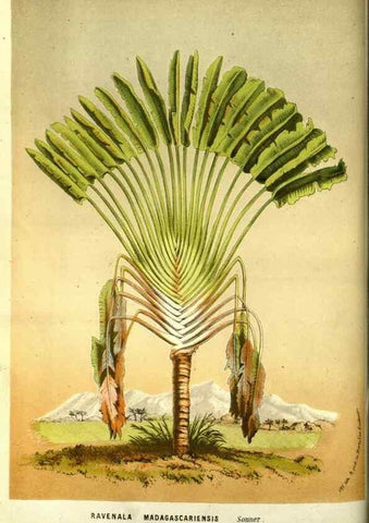 Reproducción/Reproduction 49587604666: Flore des serres et des jardins de l'Europe. A Gand :chez Louis van Houtte, eÌditeur,1845-1880.. 