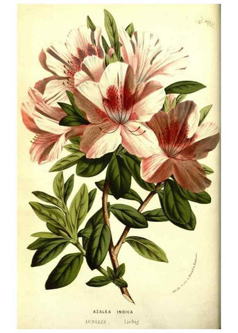Reproducción/Reproduction 49587604411: Flore des serres et des jardins de l'Europe. A Gand :chez Louis van Houtte, eÌditeur,1845-1880.. 