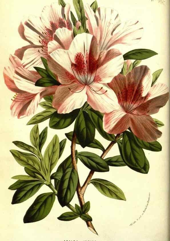Reproducción/Reproduction 49587604411: Flore des serres et des jardins de l'Europe. A Gand :chez Louis van Houtte, eÌditeur,1845-1880.. 
