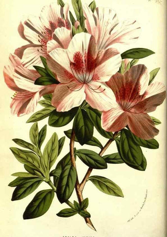 Reproducción/Reproduction 49587604411: Flore des serres et des jardins de l'Europe. A Gand :chez Louis van Houtte, eÌditeur,1845-1880.. 