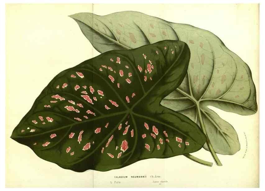 Reproducción/Reproduction 49587847462: Flore des serres et des jardins de l'Europe. A Gand :chez Louis van Houtte, eÌditeur,1845-1880.. 