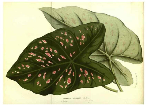 Reproducción/Reproduction 49587847462: Flore des serres et des jardins de l'Europe. A Gand :chez Louis van Houtte, eÌditeur,1845-1880.. 