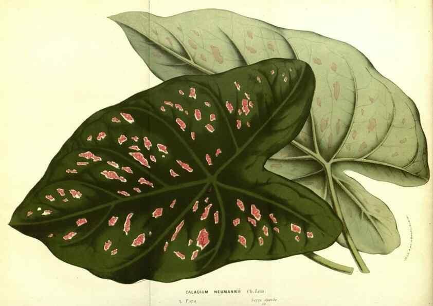 Reproducción/Reproduction 49587847462: Flore des serres et des jardins de l'Europe. A Gand :chez Louis van Houtte, eÌditeur,1845-1880.. 