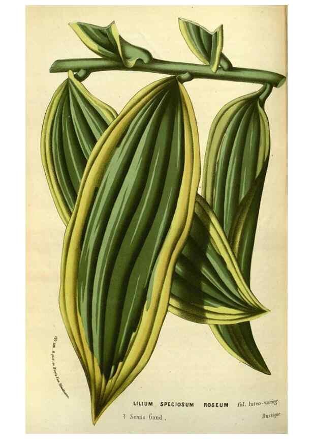 Reproducción/Reproduction 49587600741: Flore des serres et des jardins de l'Europe. A Gand :chez Louis van Houtte, eÌditeur,1845-1880.. 