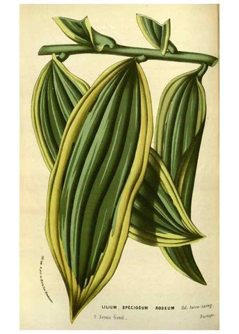 Reproducción/Reproduction 49587600741: Flore des serres et des jardins de l'Europe. A Gand :chez Louis van Houtte, eÌditeur,1845-1880.. 