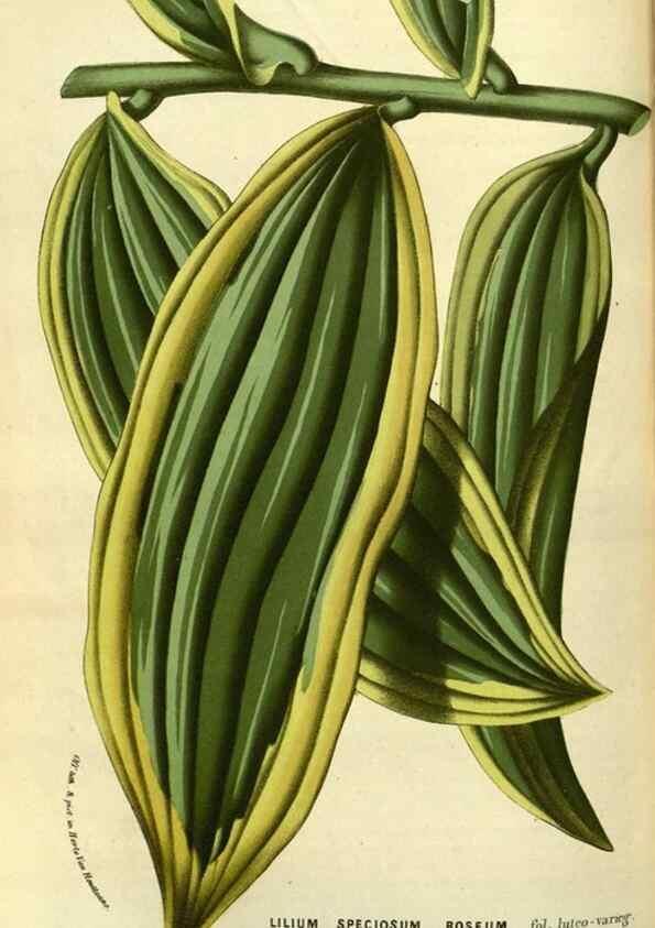 Reproducción/Reproduction 49587600741: Flore des serres et des jardins de l'Europe. A Gand :chez Louis van Houtte, eÌditeur,1845-1880.. 