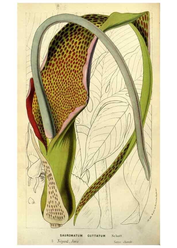 Reproducción/Reproduction 49587601001: Flore des serres et des jardins de l'Europe. A Gand :chez Louis van Houtte, eÌditeur,1845-1880.. 