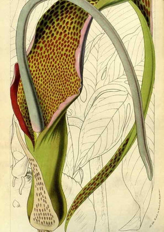 Reproducción/Reproduction 49587601001: Flore des serres et des jardins de l'Europe. A Gand :chez Louis van Houtte, eÌditeur,1845-1880.. 