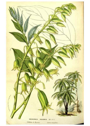 Reproducción/Reproduction 49587601156: Flore des serres et des jardins de l'Europe. A Gand :chez Louis van Houtte, eÌditeur,1845-1880.. 