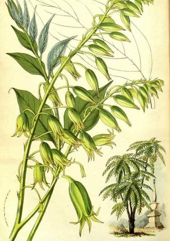 Reproducción/Reproduction 49587601156: Flore des serres et des jardins de l'Europe. A Gand :chez Louis van Houtte, eÌditeur,1845-1880.. 