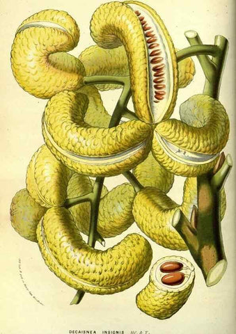 Reproducción/Reproduction 49587844827: Flore des serres et des jardins de l'Europe. A Gand :chez Louis van Houtte, eÌditeur,1845-1880.. 