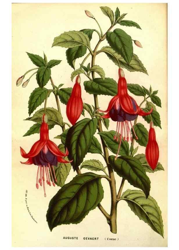 Reproducción/Reproduction 49587601631: Flore des serres et des jardins de l'Europe. A Gand :chez Louis van Houtte, eÌditeur,1845-1880.. 
