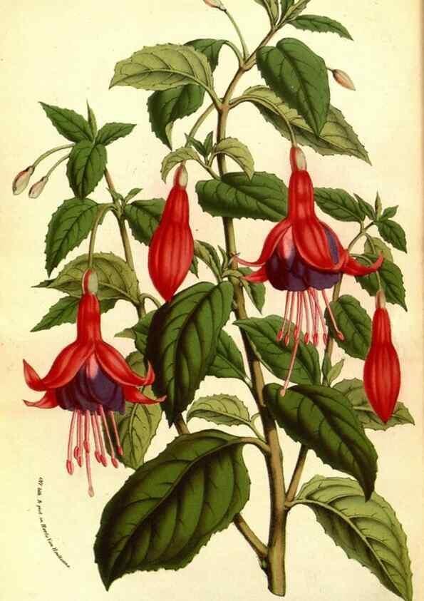 Reproducción/Reproduction 49587601631: Flore des serres et des jardins de l'Europe. A Gand :chez Louis van Houtte, eÌditeur,1845-1880.. 
