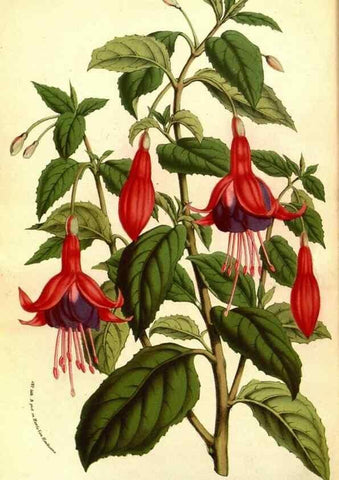 Reproducción/Reproduction 49587601631: Flore des serres et des jardins de l'Europe. A Gand :chez Louis van Houtte, eÌditeur,1845-1880.. 