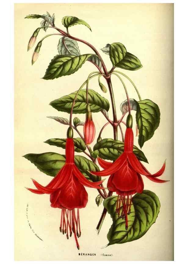 Reproducción/Reproduction 49587845232: Flore des serres et des jardins de l'Europe. A Gand :chez Louis van Houtte, eÌditeur,1845-1880.. 