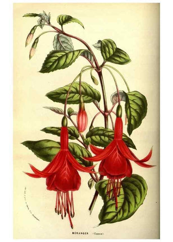 Reproducción/Reproduction 49587845232: Flore des serres et des jardins de l'Europe. A Gand :chez Louis van Houtte, eÌditeur,1845-1880.. 