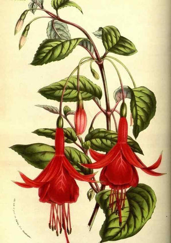 Reproducción/Reproduction 49587845232: Flore des serres et des jardins de l'Europe. A Gand :chez Louis van Houtte, eÌditeur,1845-1880.. 