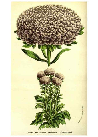 Reproducción/Reproduction 49587845457: Flore des serres et des jardins de l'Europe. A Gand :chez Louis van Houtte, eÌditeur,1845-1880.. 