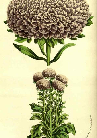 Reproducción/Reproduction 49587845457: Flore des serres et des jardins de l'Europe. A Gand :chez Louis van Houtte, eÌditeur,1845-1880.. 