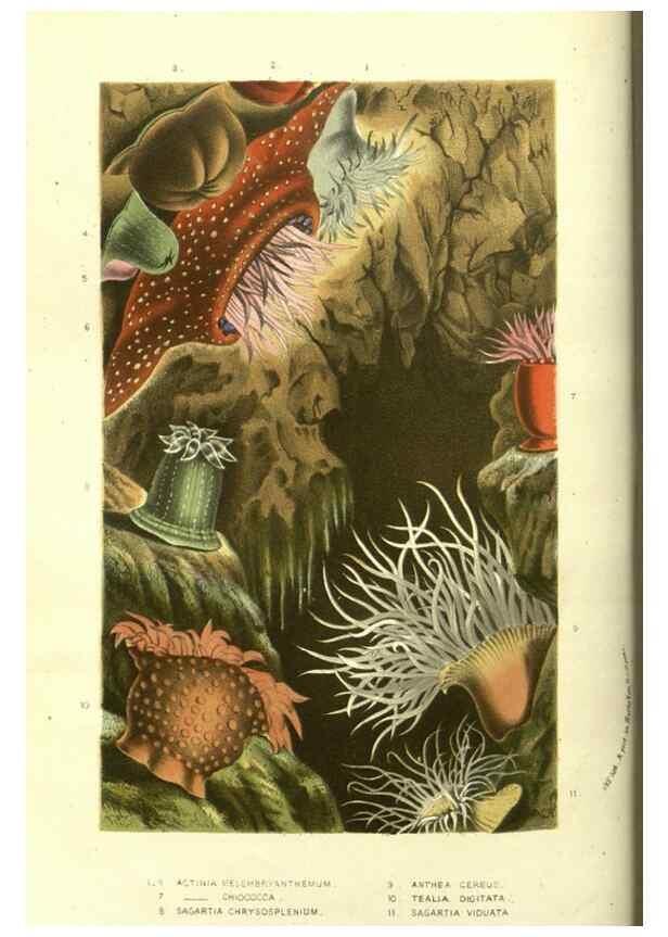 Reproducción/Reproduction 49587608251: Flore des serres et des jardins de l'Europe. A Gand :chez Louis van Houtte, eÌditeur,1845-1880.. 