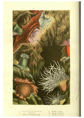 Reproducción/Reproduction 49587608251: Flore des serres et des jardins de l'Europe. A Gand :chez Louis van Houtte, eÌditeur,1845-1880.. 