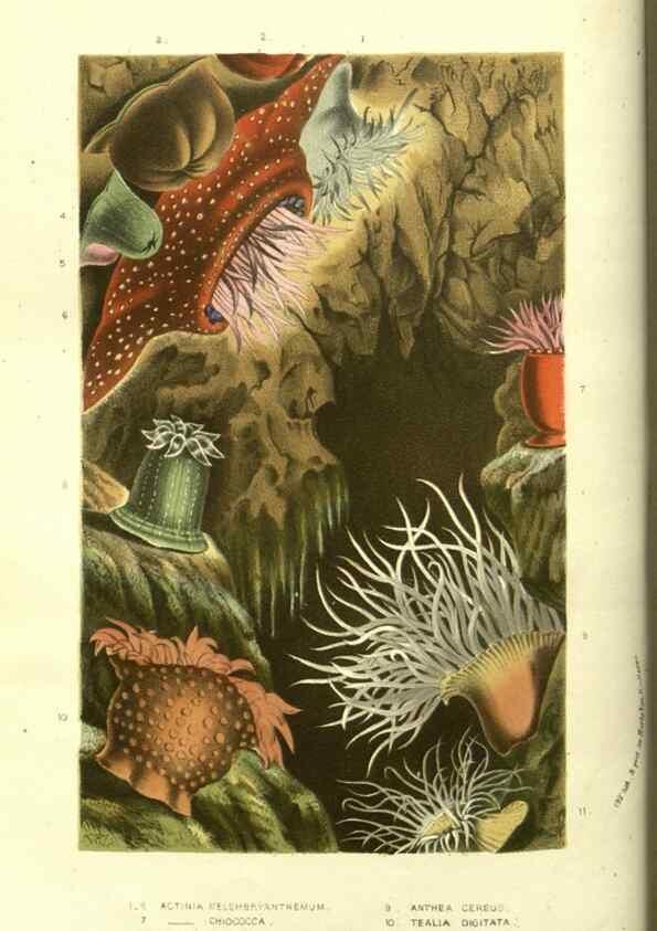 Reproducción/Reproduction 49587608251: Flore des serres et des jardins de l'Europe. A Gand :chez Louis van Houtte, eÌditeur,1845-1880.. 