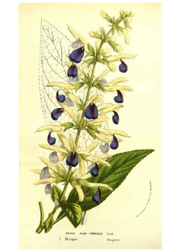 Reproducción/Reproduction 49587845622: Flore des serres et des jardins de l'Europe. A Gand :chez Louis van Houtte, eÌditeur,1845-1880.. 